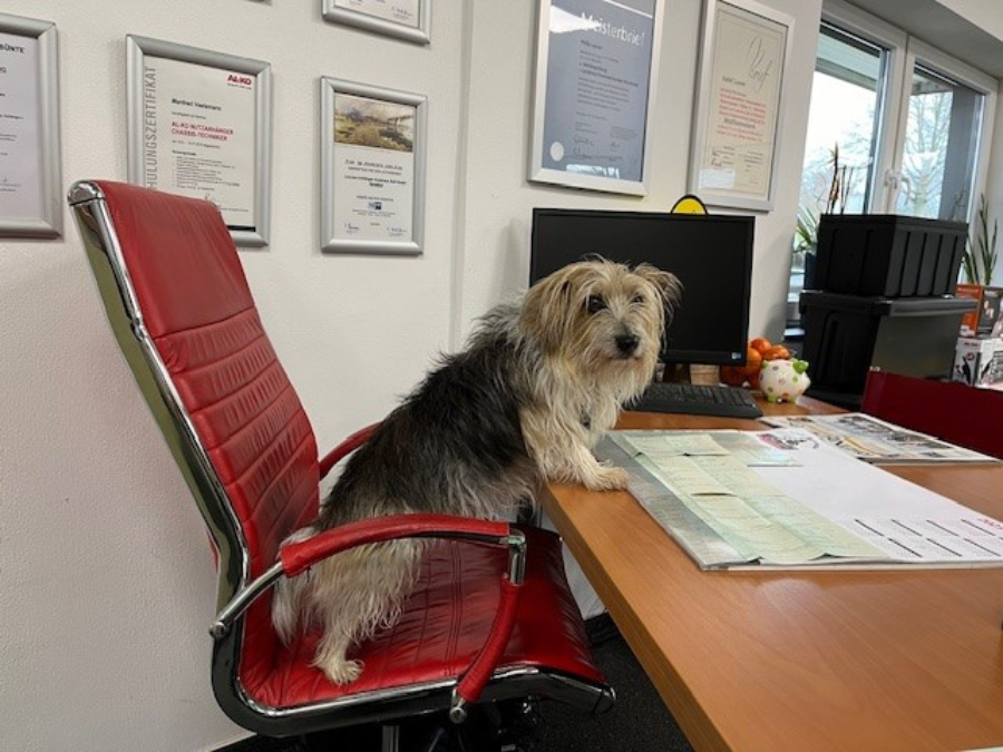 Mitarbeiter gesucht - Hund Paulchen Mitarbeiter gesucht - Hund Paulchen